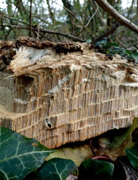 A cross-section showing the deep tube layers with distinct separations on aspen in Barnet, London